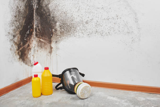 Best Affordable Mold Removal  in China Spring, TX