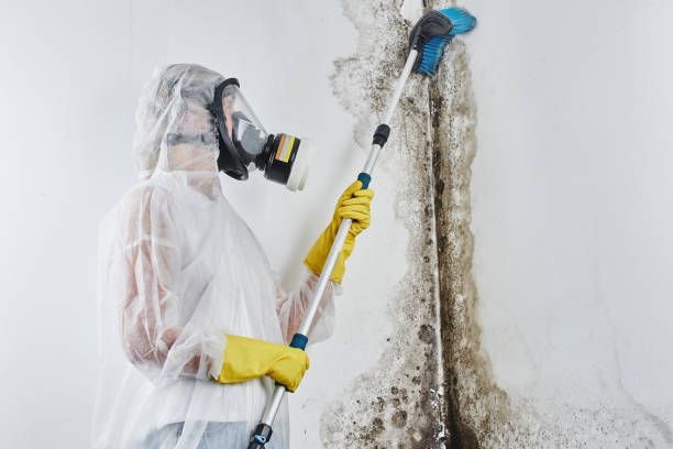 Best Mold Damage Repair  in China Spring, TX