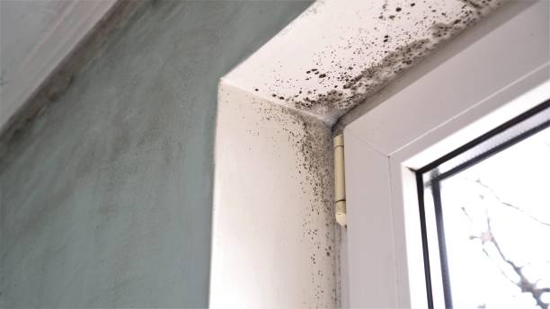 Best Residential Mold Removal  in China Spring, TX