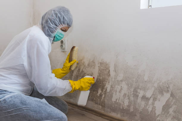 Best Mold Remediation Services  in China Spring, TX