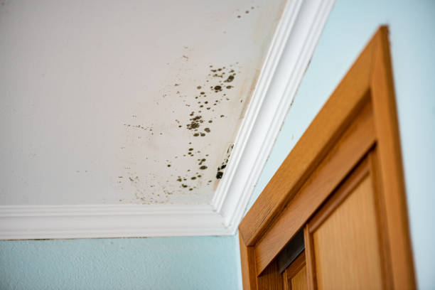 Reliable China Spring, TX Mold Removal Solutions