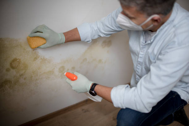 Best Crawl Space Mold Removal  in China Spring, TX