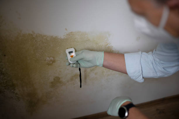 Best Mold Testing  in China Spring, TX
