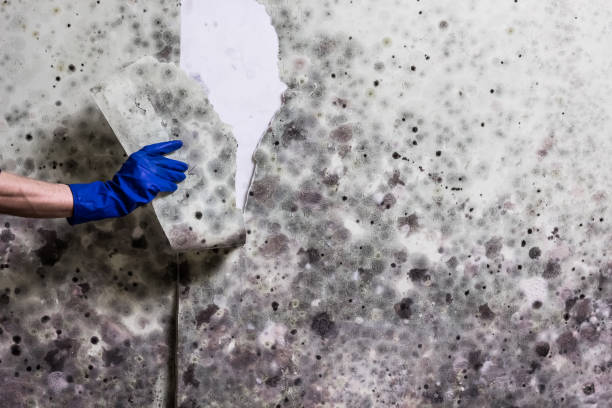 Best Mold Remediation  in China Spring, TX