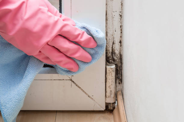 Best Fast Mold Removal  in China Spring, TX