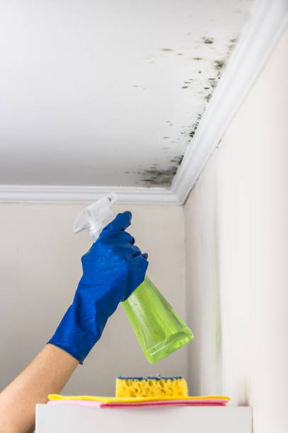 Best Mold Removal Company Near Me  in China Spring, TX