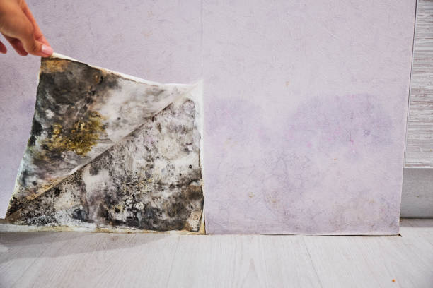 Best Office Mold Removal Services  in China Spring, TX